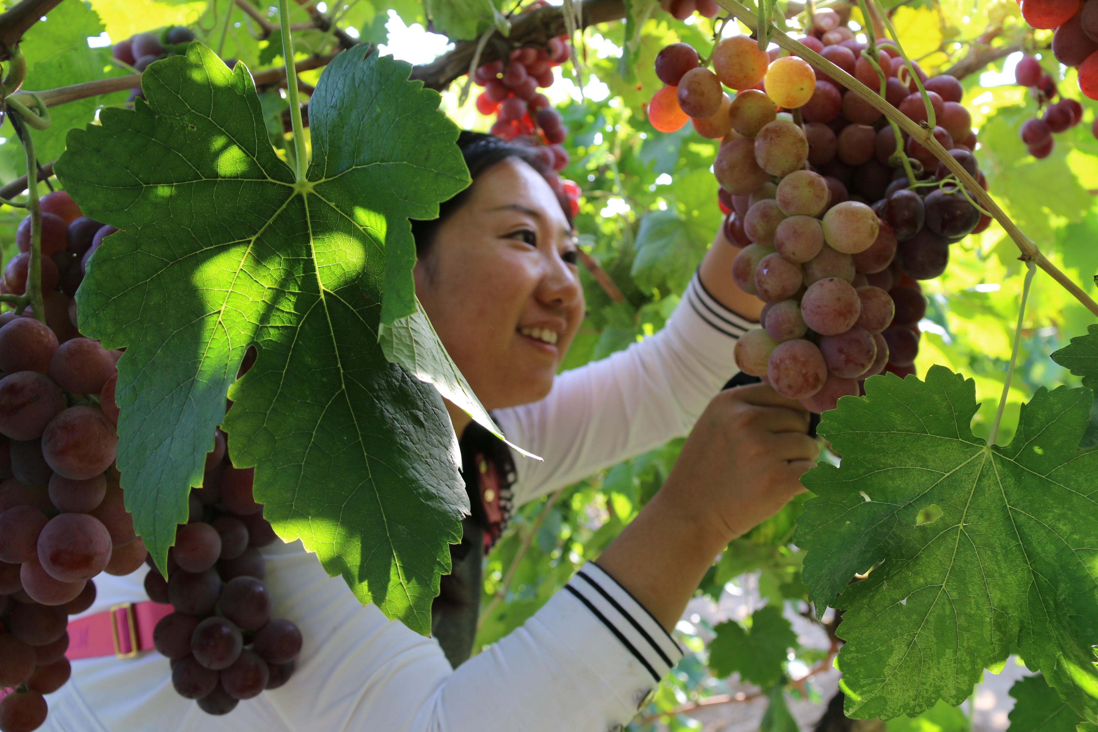 盈科律师事务所